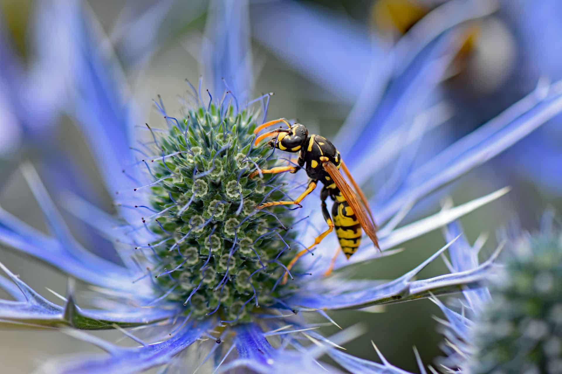 Wasp pollinating a flower