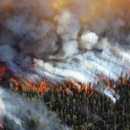 Wildfire