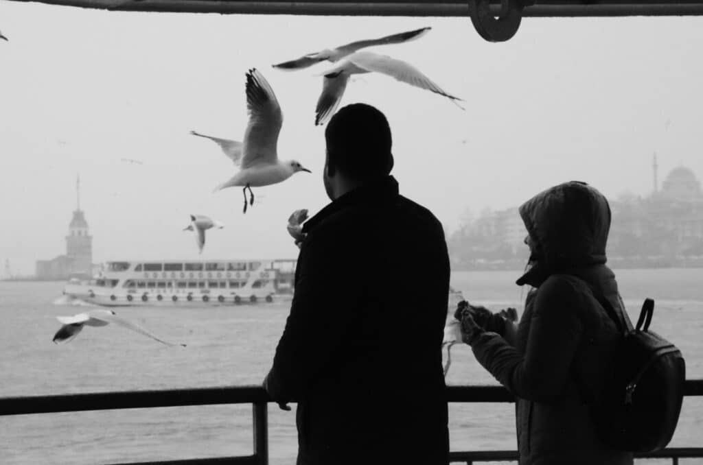 People watching seagulls