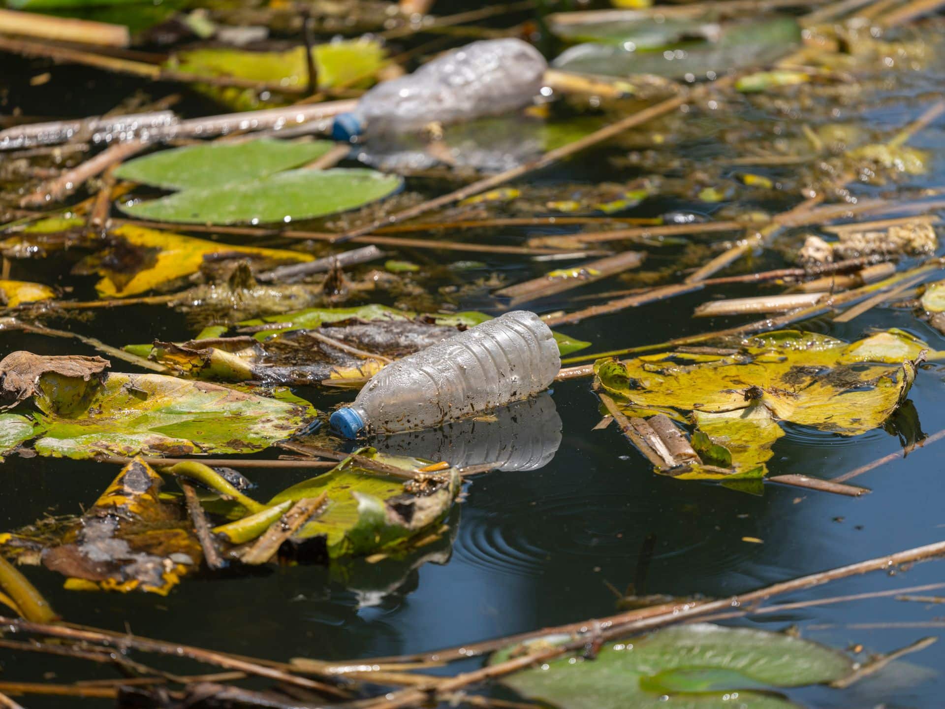 Plastic bottle in water
