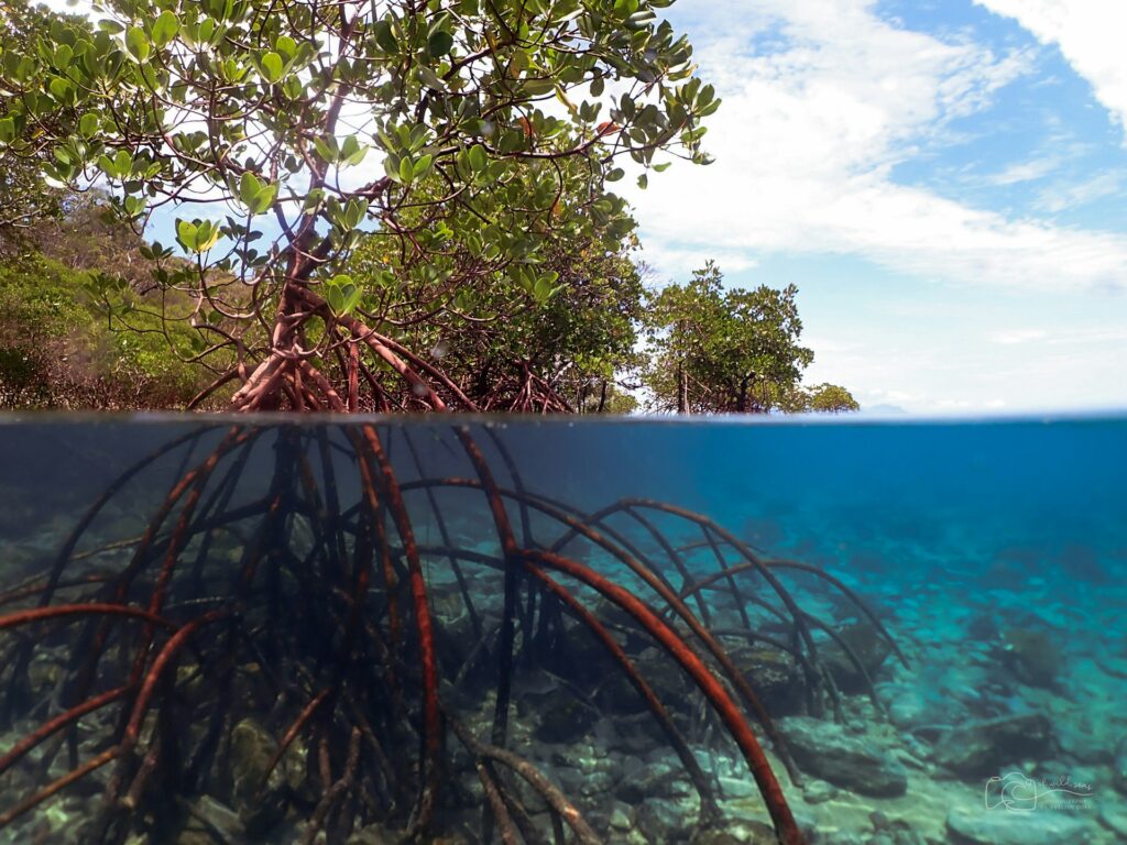 Underwater view of mangrove