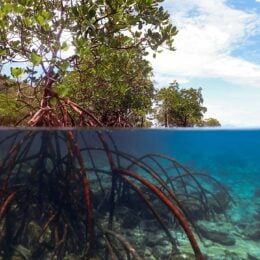 Underwater view of mangrove