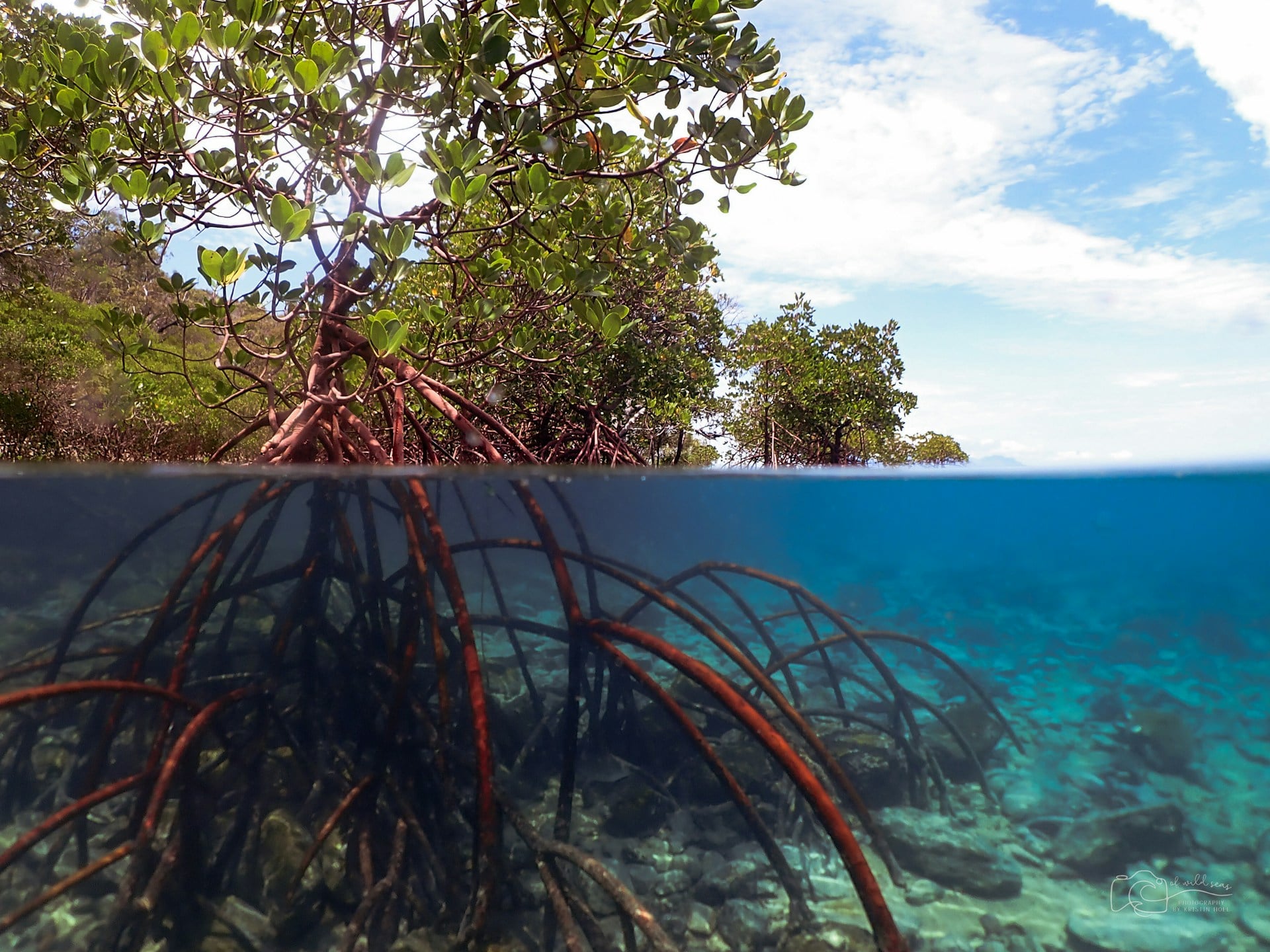Underwater view of mangrove