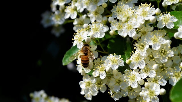 bee-3417949_640