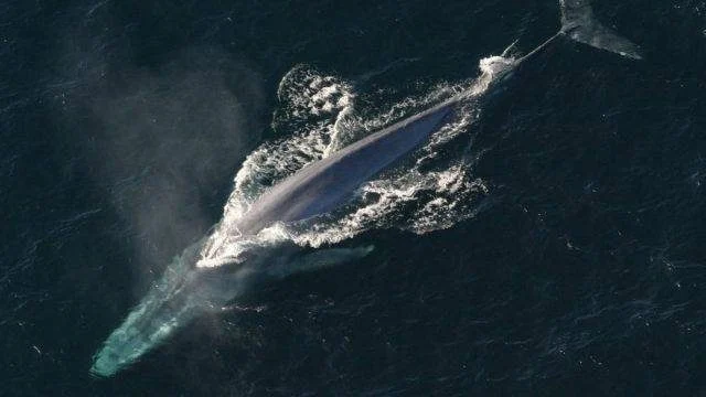 blue-whale-ritdha6rnzfgf5q8kbpn1yrn17vbo8v011rdfhyuxc (1)
