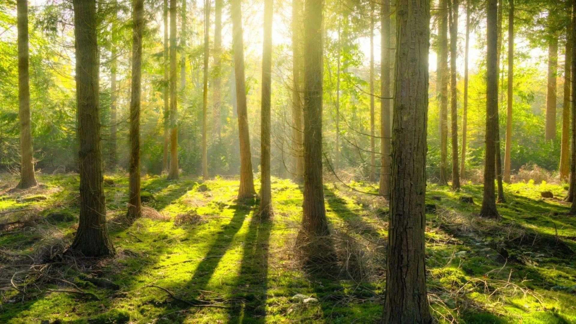 bright-daylight-environment-forest-240040-scaled-riv17qcov9ni0neqofqx9tljlh6ad12c483bjd1rg0 (1)