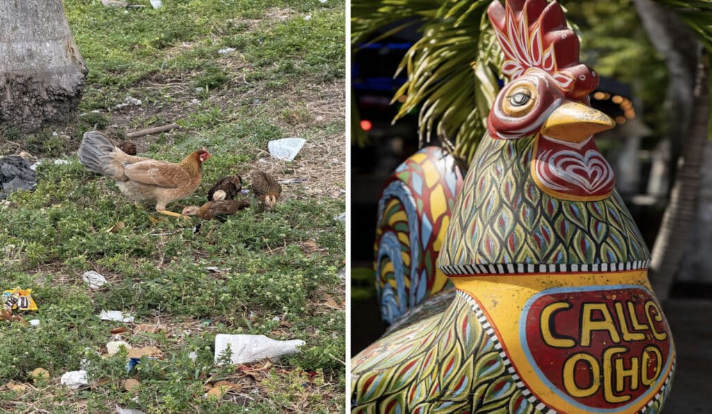 (Left): Ocho Chicken’s hanging out in the trash (Right) One of the famous Calle Ocho Chicken Statues