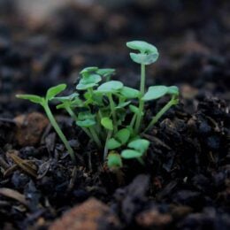 tiny sprouts growing in soil