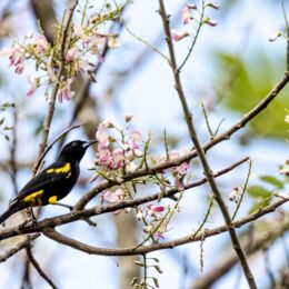 oriole on branch
