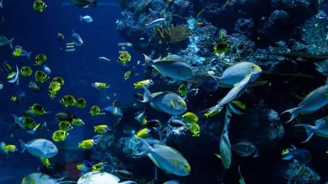 FishQ4_Fish-rhxfxcg6vzxt6u7fow2hy23dvc11gnhyxksl96cefk