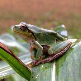 frog on leaf