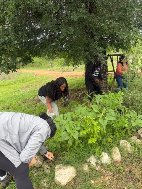 African American Youth Harvest Foundation volunteers weeding a portion of the garden at Casa de Miel.