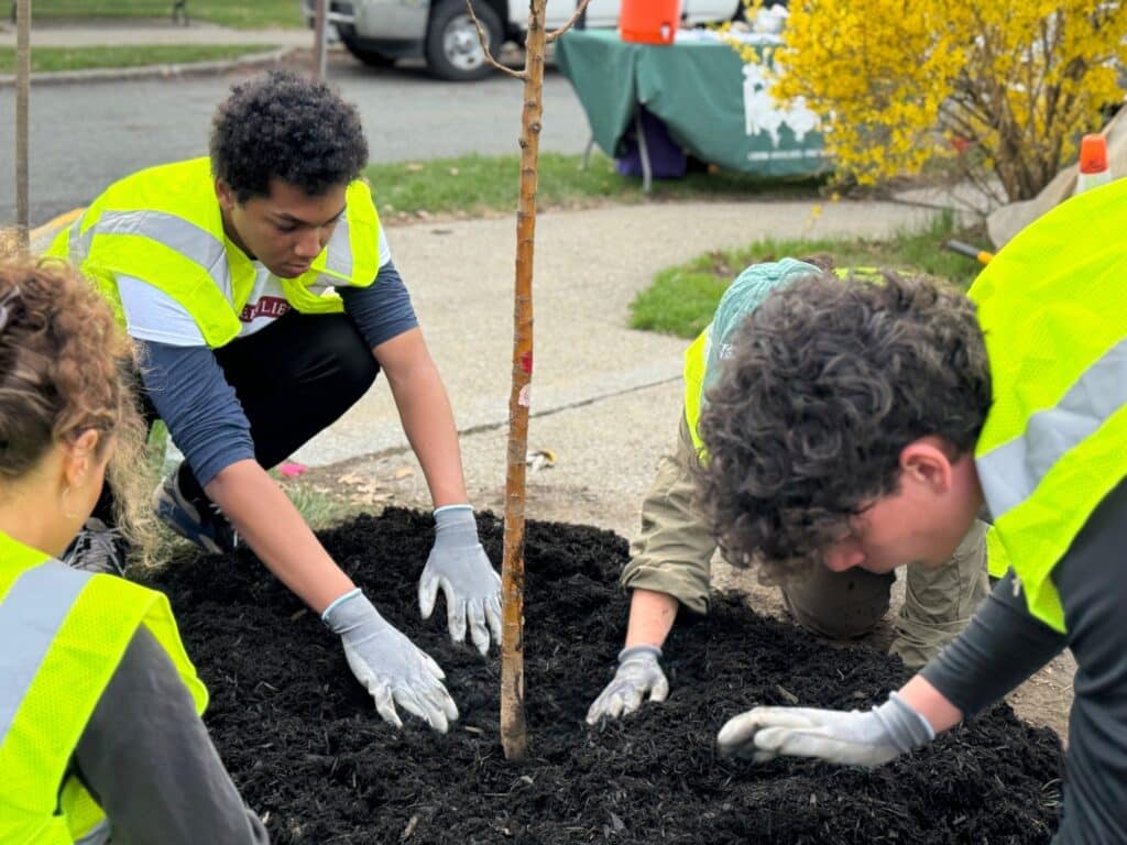 Capital Roots volunteers spreading fresh soil at the base of a newly planted tree.