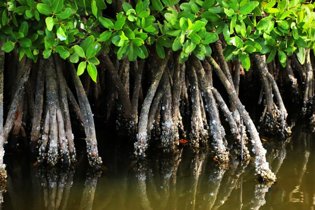 Mangrove forest in the Sundarbans, West Bengal