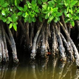 Mangrove forest in the Sundarbans, West Bengal
