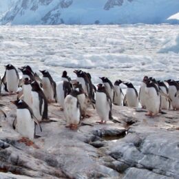 Gentoo penguins walking along the seashore in Antarctica