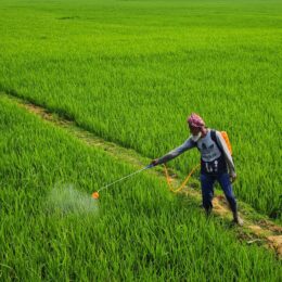 Man using weed killer on crops