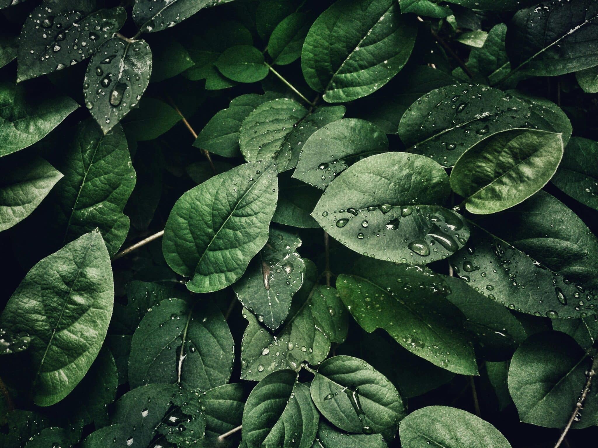 pexels-sohi-807598