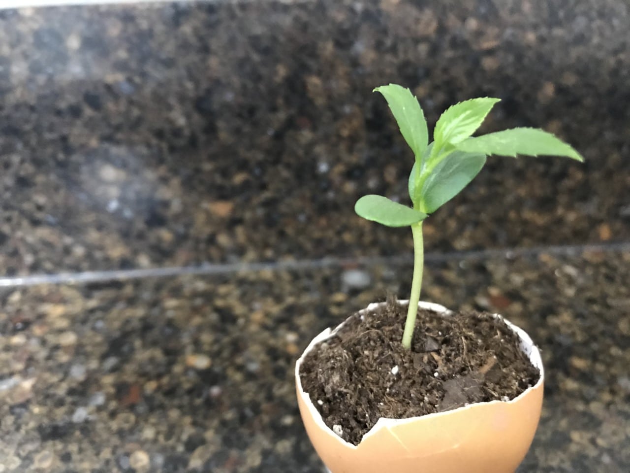 plant in eggshell newest2