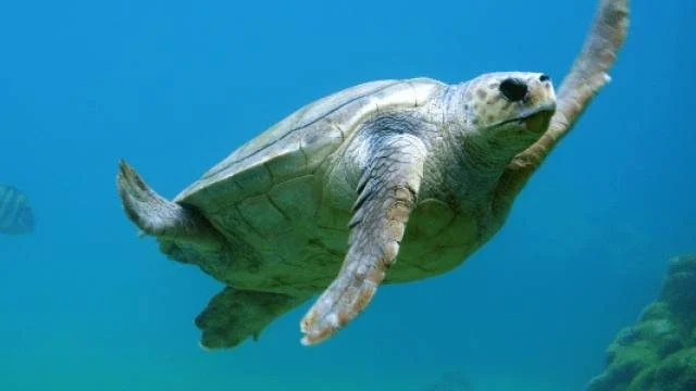 question8_turtle_sized-rhxfxmsez6byqjsf0ije7hhgekm2tbn0mzyxj7x2j4