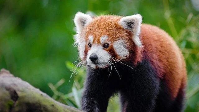 red_panda-rhxfwm4pkmxs5r9nykoy08qh8jmrh4lhhyiztfff9s (1)