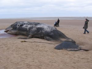 sperm whale beached