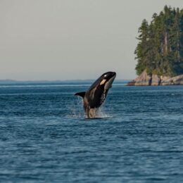 Whale in the wild.