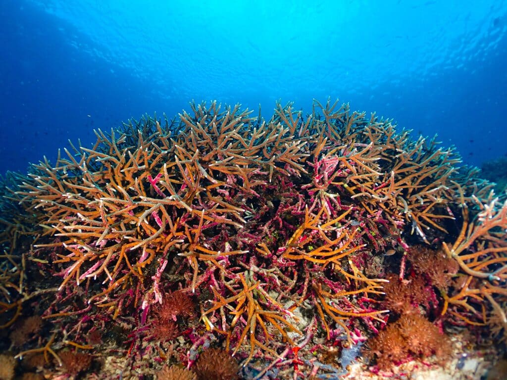 Vibrant and biodiverse coral reef in Indonesia