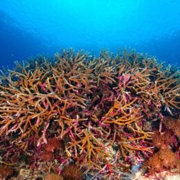 Vibrant and biodiverse coral reef in Indonesia