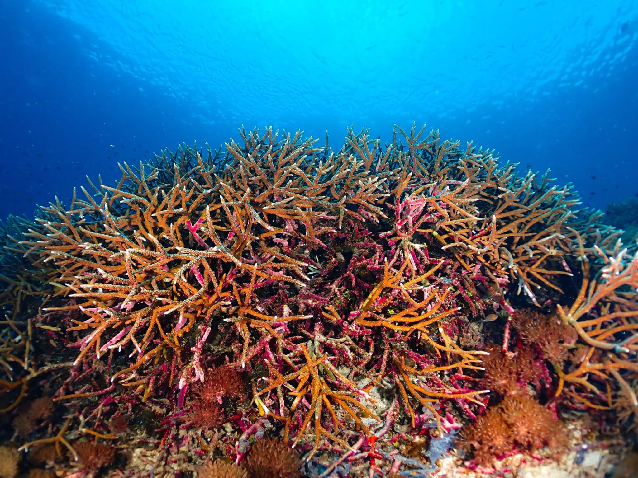 Vibrant and biodiverse coral reef in Indonesia