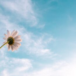 flower in sky