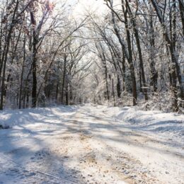 snowy path in forest