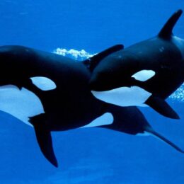 Wikie and Keijo: The Only Two Orcas Left