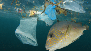 Fish and plastic