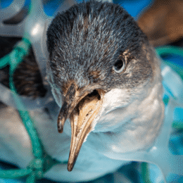 Bird caught in plastic