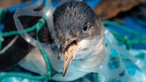 Bird caught in plastic