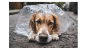Dog in plastic bag