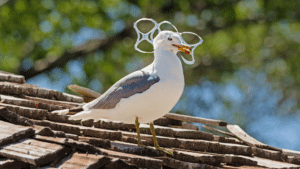 Bird in plastic