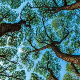 Tree canopy