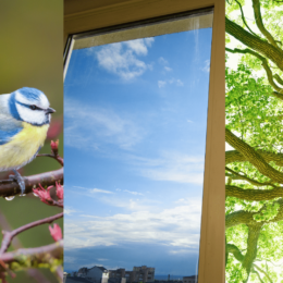 Bird, Sunlight through a window, tree.