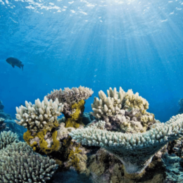 Bleached coral reefs.