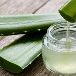 Aloe vera plant and