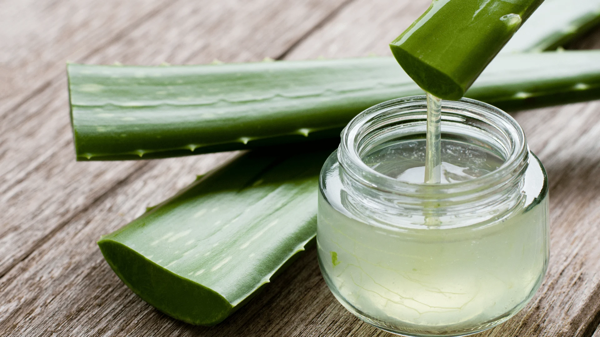 Aloe vera plant and