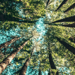 Trees