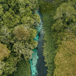 Amazon rainforest