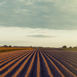 One-crop field