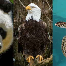 Triptych: Giant panda, bald eagle, seat turtle