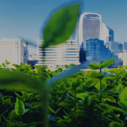City buildings behind plants