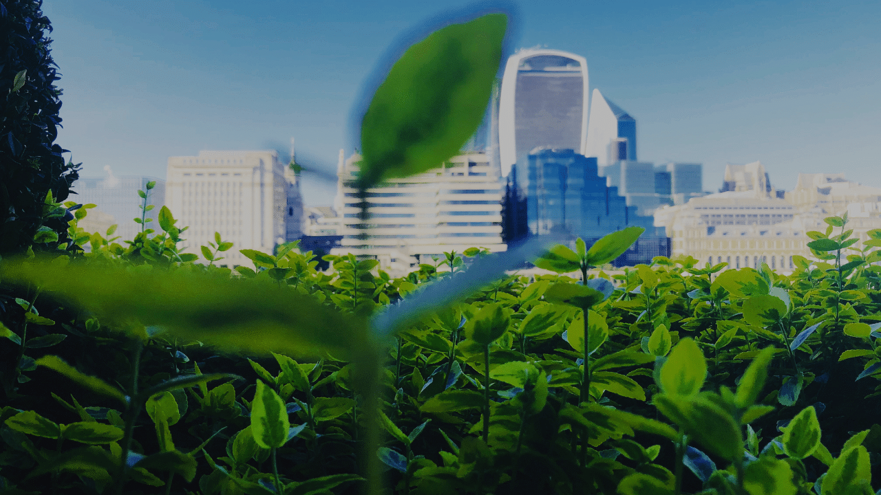 City buildings behind plants