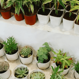 Plants in pots